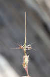 Redstem stork's bill